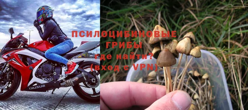 купить наркотики цена  MEGA ссылки  Псилоцибиновые грибы Magic Shrooms  Саранск 